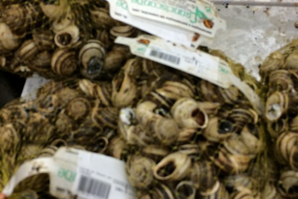 #pb_rslider_caption-1-3 Snails, all packaged up like pistachios